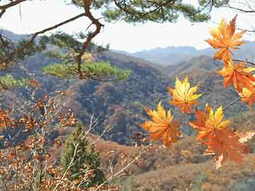 机构：春节前国内棉花价格难明显反弹 供需宽松抑制反弹空间